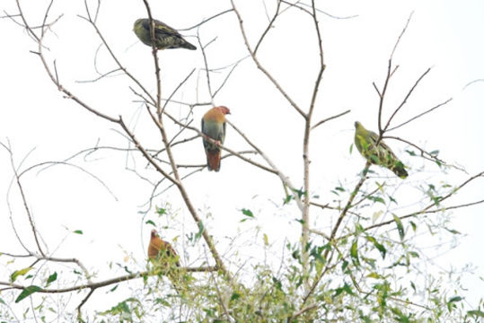 18.https www inaturalist org photos 1999453.580x360