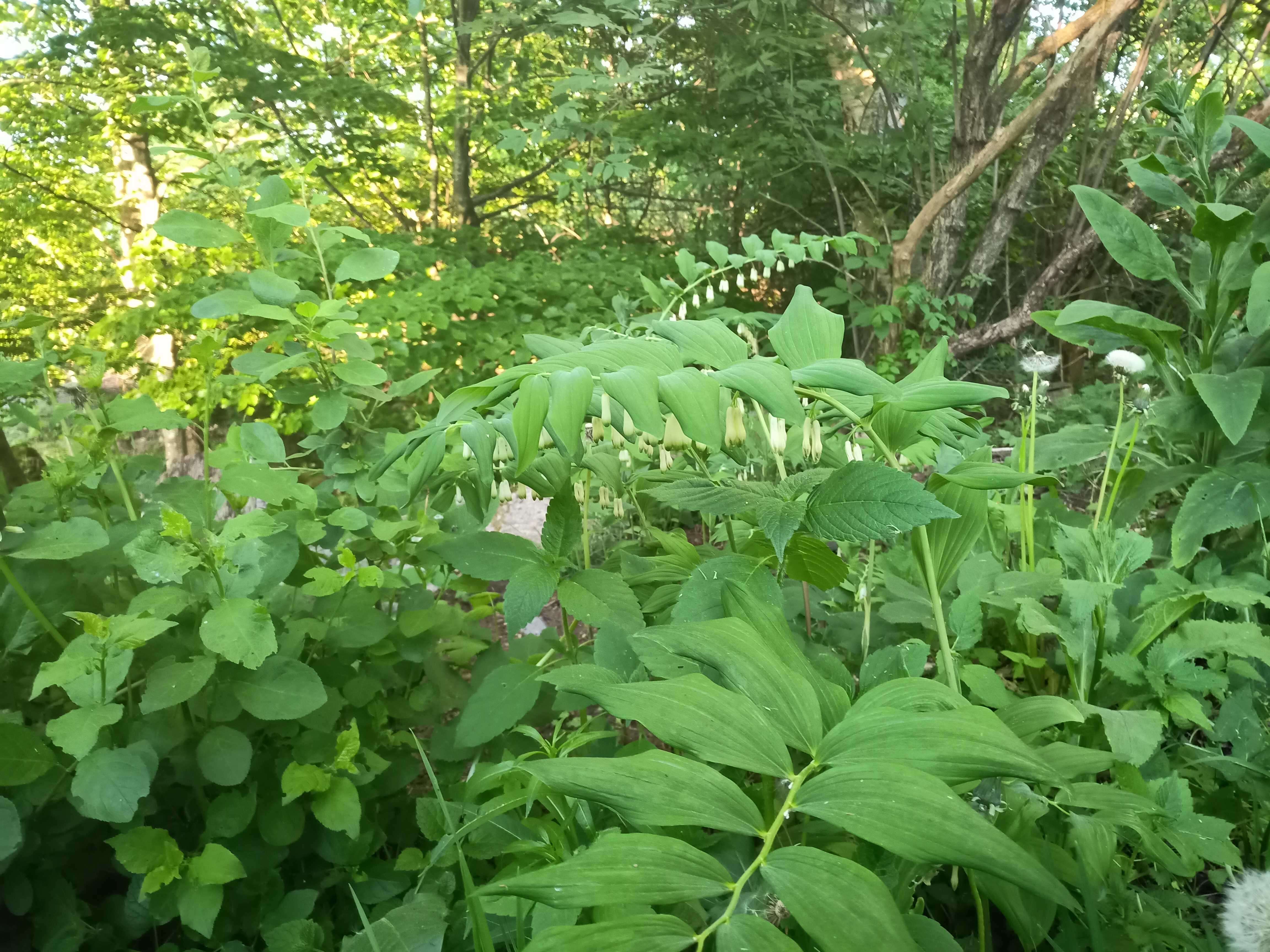 Image of Angular Solomon's Seal