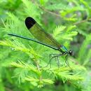 Image of Sparkling Jewelwing