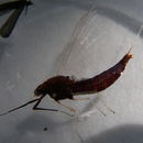 Image of Isonychia bicolor (Walker 1853)