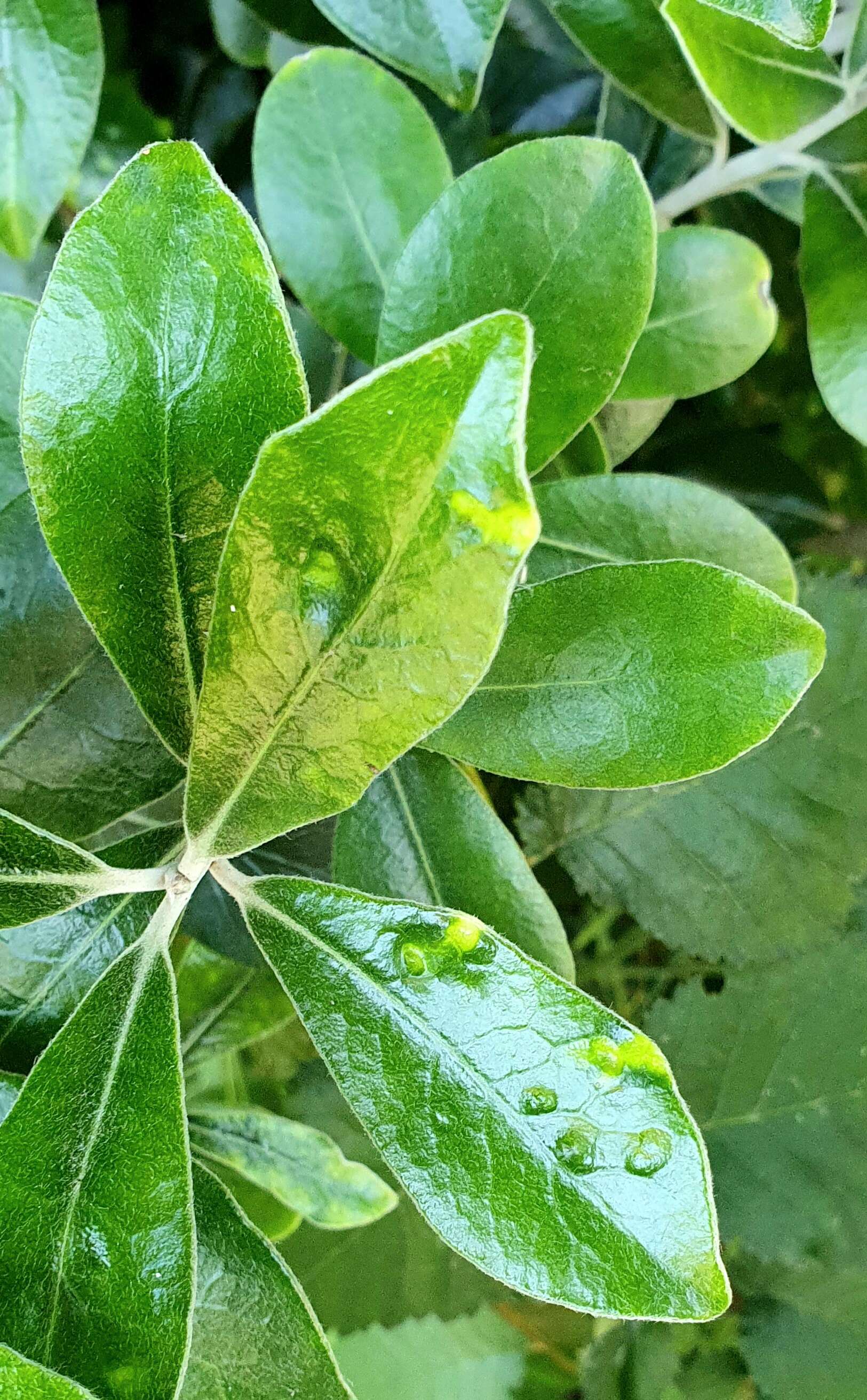 Image de Pittosporum crassifolium Banks & Sol. ex A. Cunningham