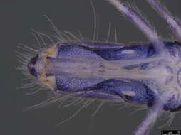 Image of Entomobrya