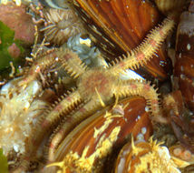 Image of Daisy brittle star