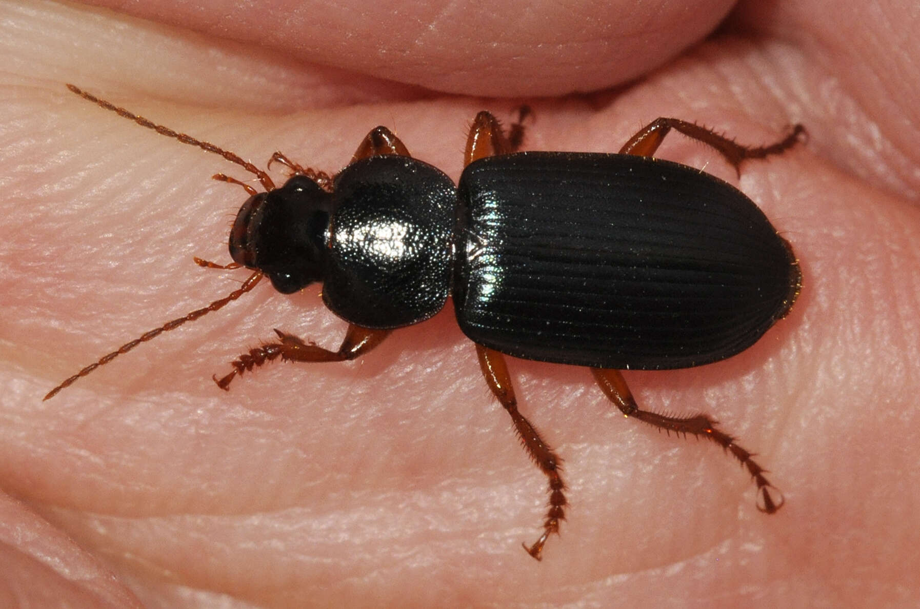 Image de Ophonus (Ophonus) ardosiacus (Lutshnik 1922)