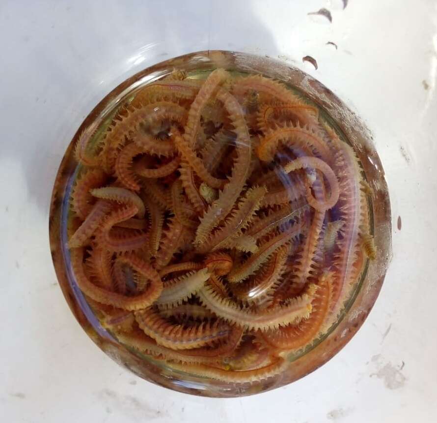 Image of Clam Worms