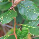 Image of <i>Aceria nyssae</i>