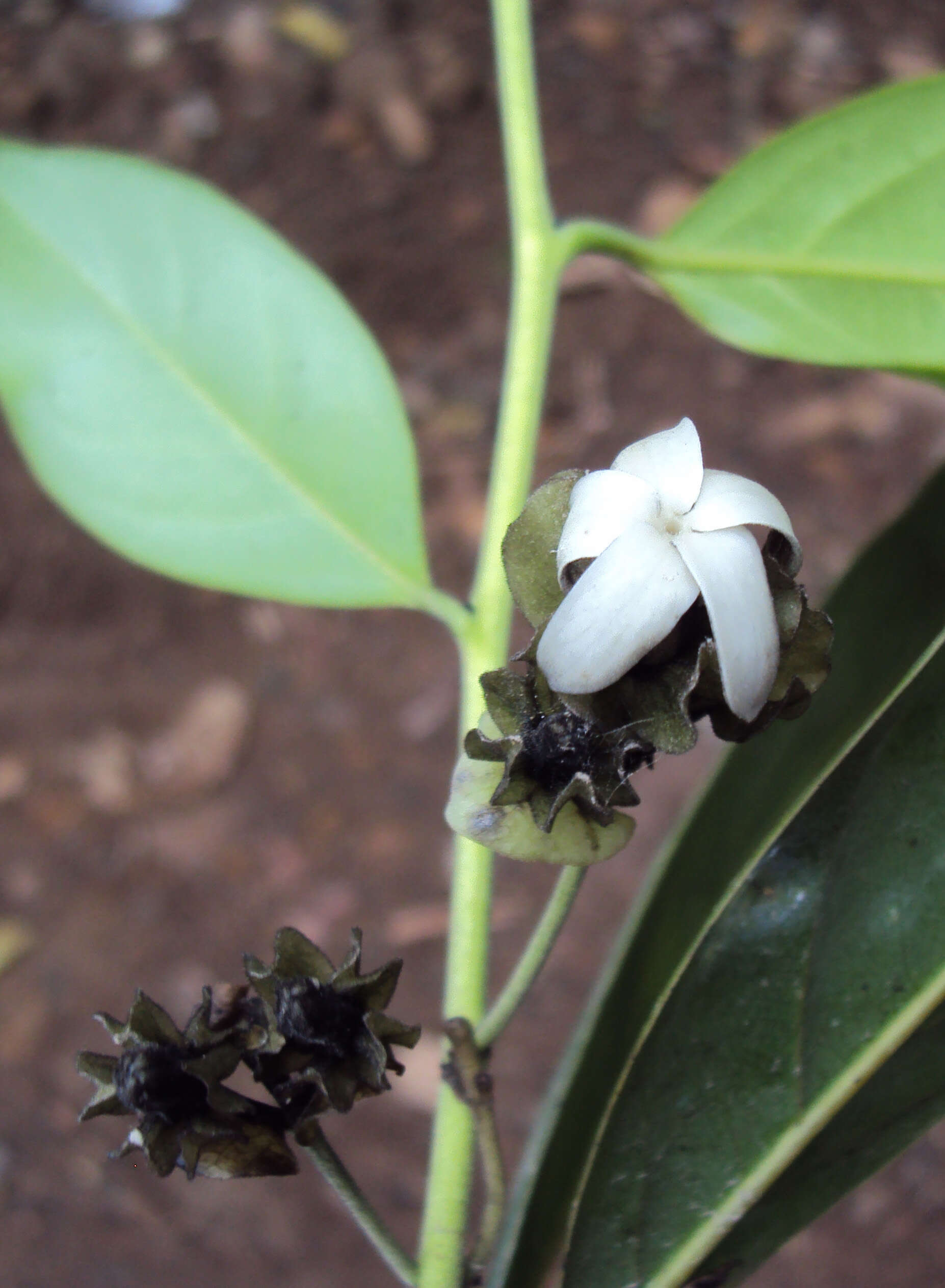 Sivun Diospyros paniculata Dalzell kuva