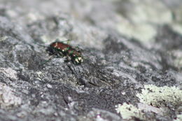 Image of Cicindela (Cicindela) limbalis Klug 1834