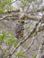 Image of Crested Barbet