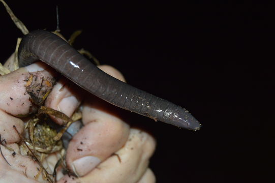 18.https www inaturalist org photos 2003750.580x360