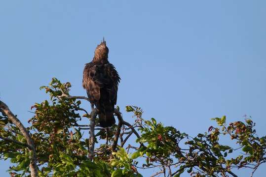 Nisaetus cirrhatus (Gmelin & JF 1788) resmi