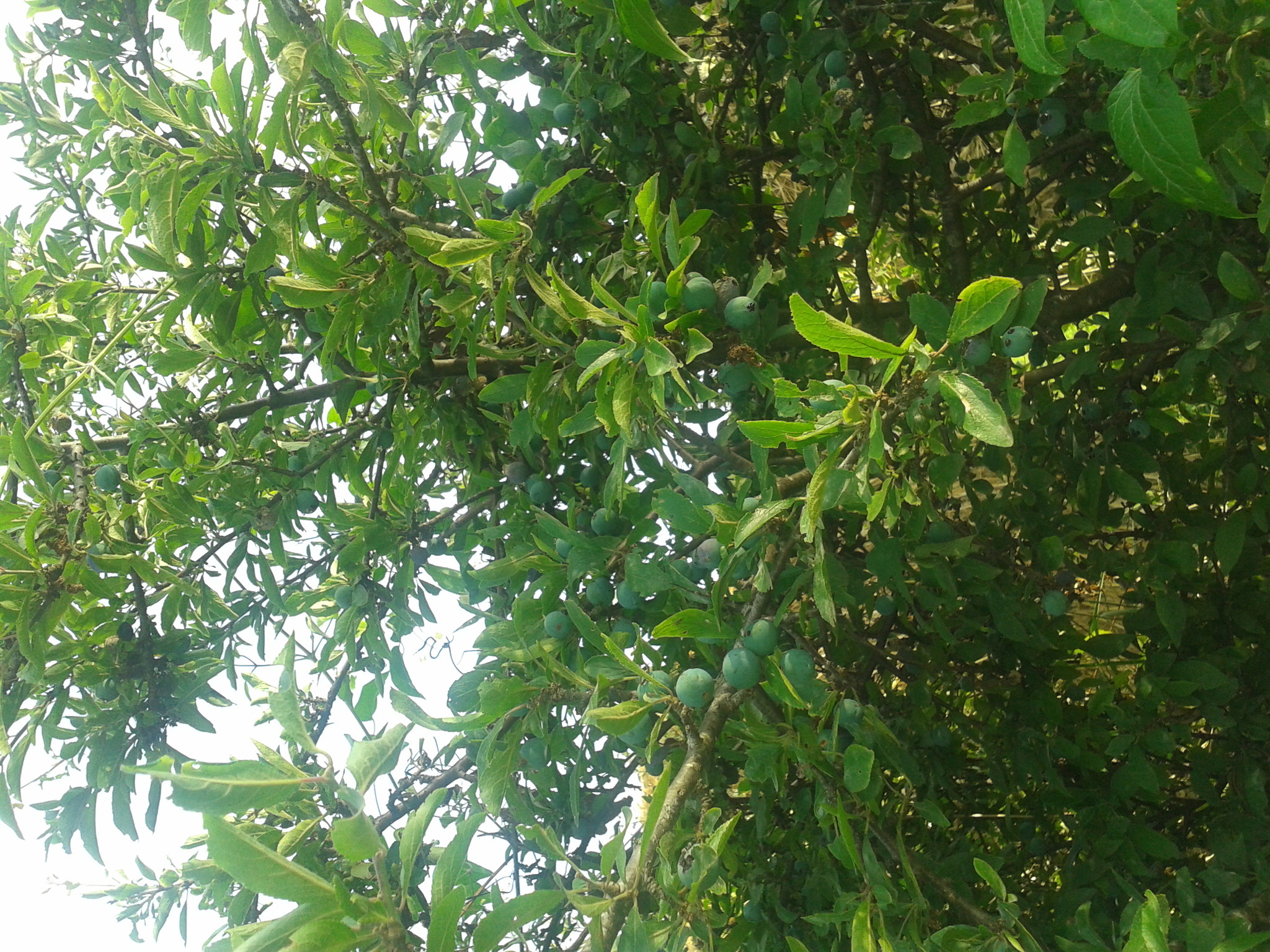Image of <i>Prunus spinosa</i>
