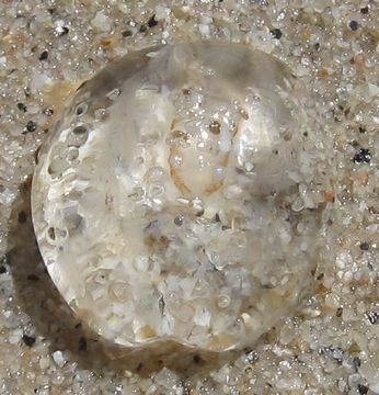 Image of Sea gooseberry