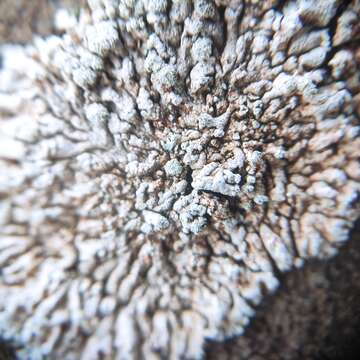 Image of Blue-gray rosette lichen