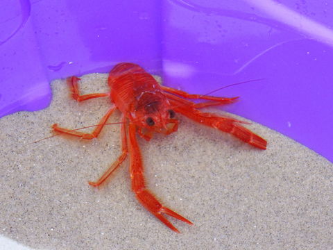 18.https www inaturalist org photos 2007782.580x360
