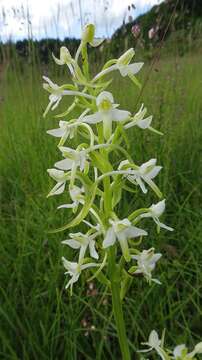 Image of lesser butterfly-orchid