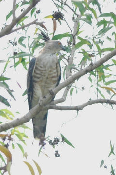 Image of Jerdon's Baza