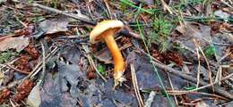 Image of Hygrophoropsis aurantiaca (Wulfen) Maire 1921