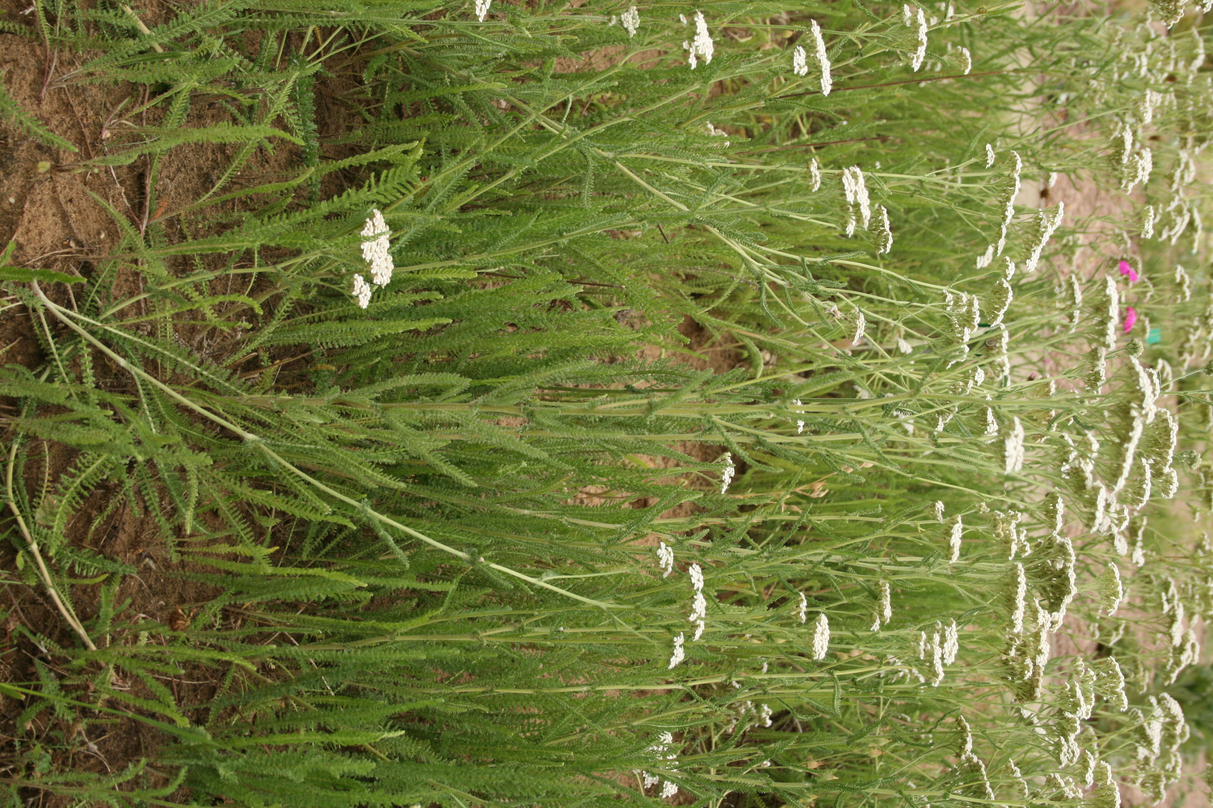 Image of Achillea collina J. Becker ex Rchb.