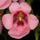 Image of Diascia vigilis O. M. Hilliard & B. L. Burtt