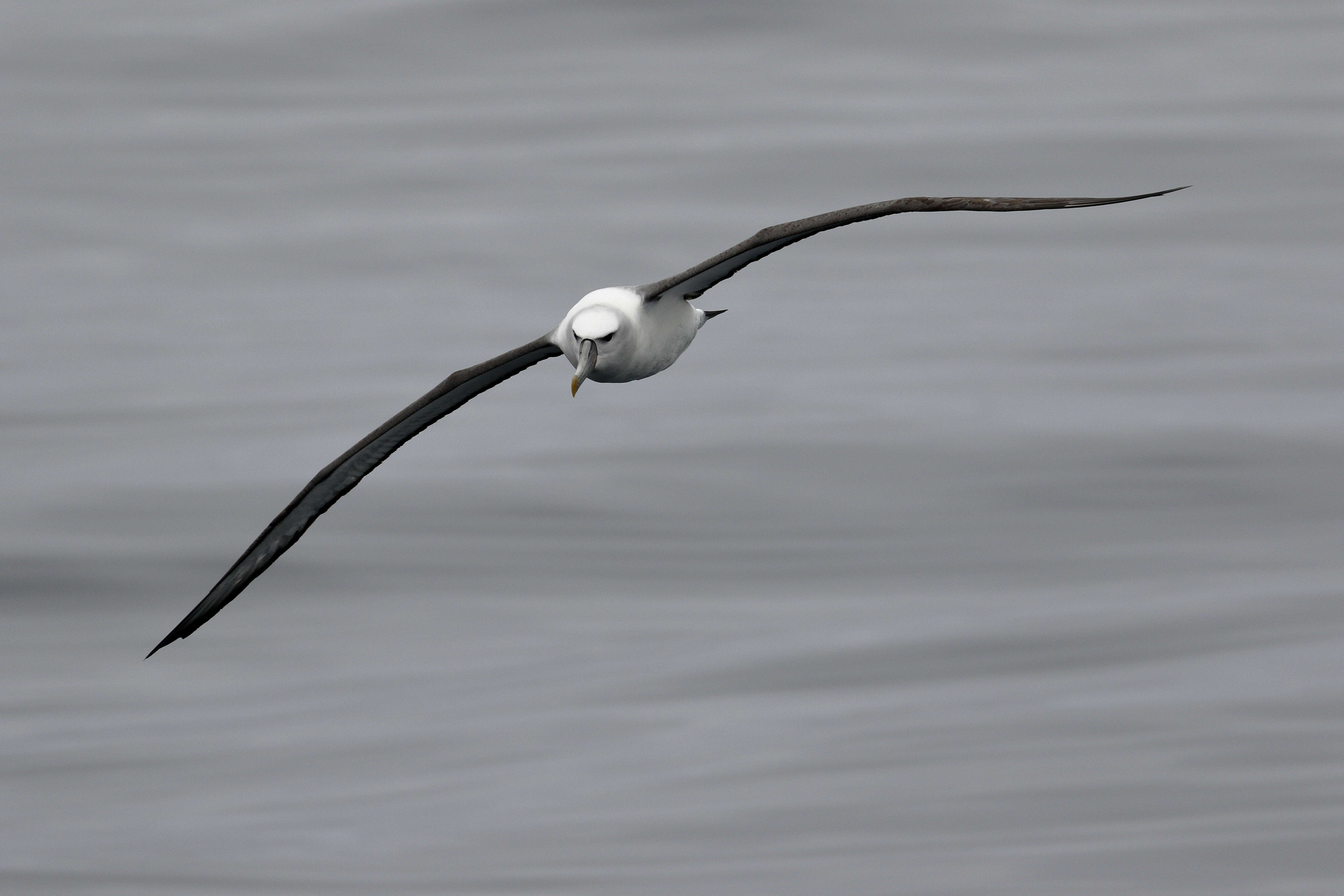 Image of Shy Albatross