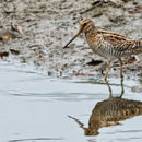 Image of Pin-tailed snipe