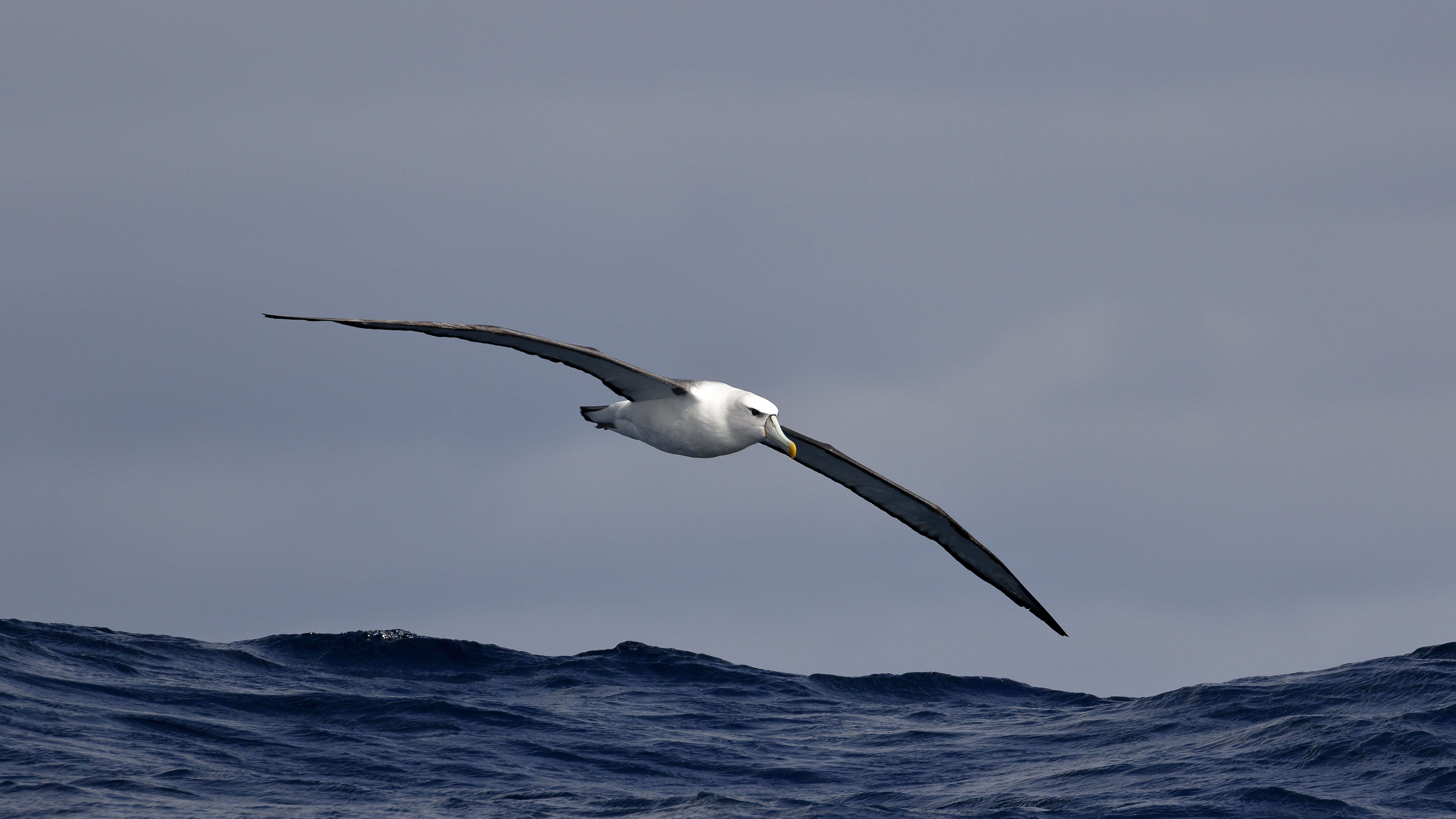 Image of Shy Albatross