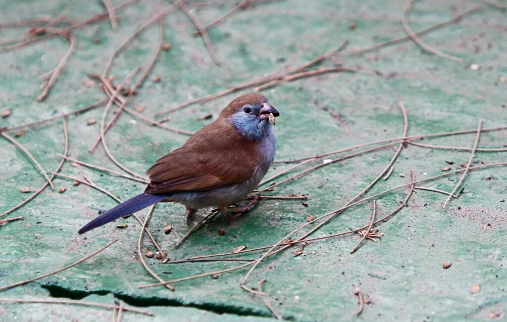 Image of Red-checked Cordon-bleu