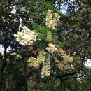 Image of <i>Acacia greggii wrightii</i>