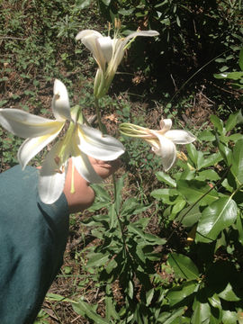 Image of Washington lily
