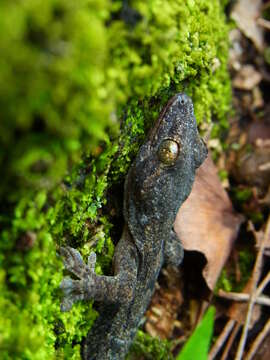 Image of Schlegel's Japanese Gecko