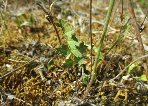 Image of burnet saxifrage