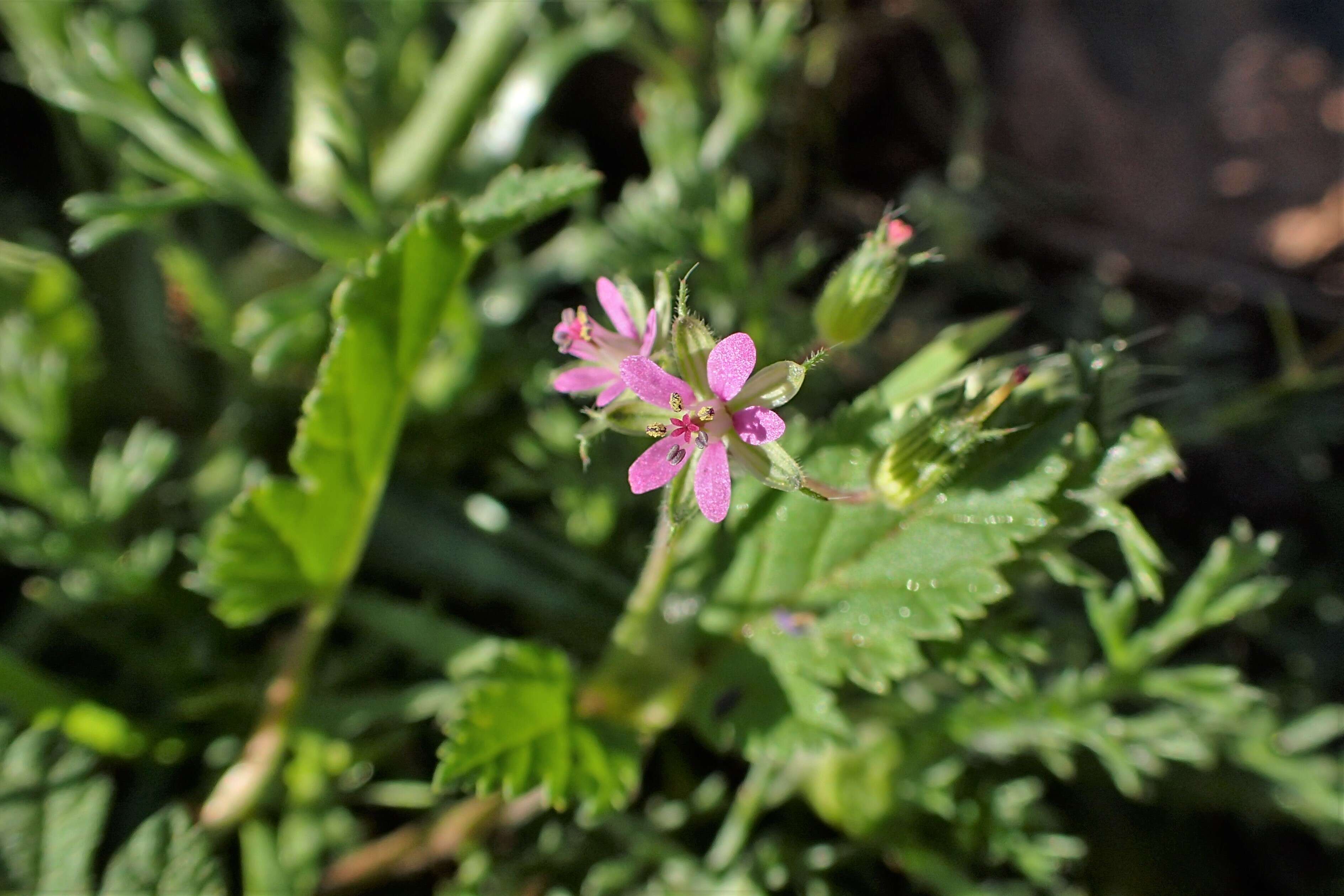 Image of Erodium chium (Burm. fil.) Willd.