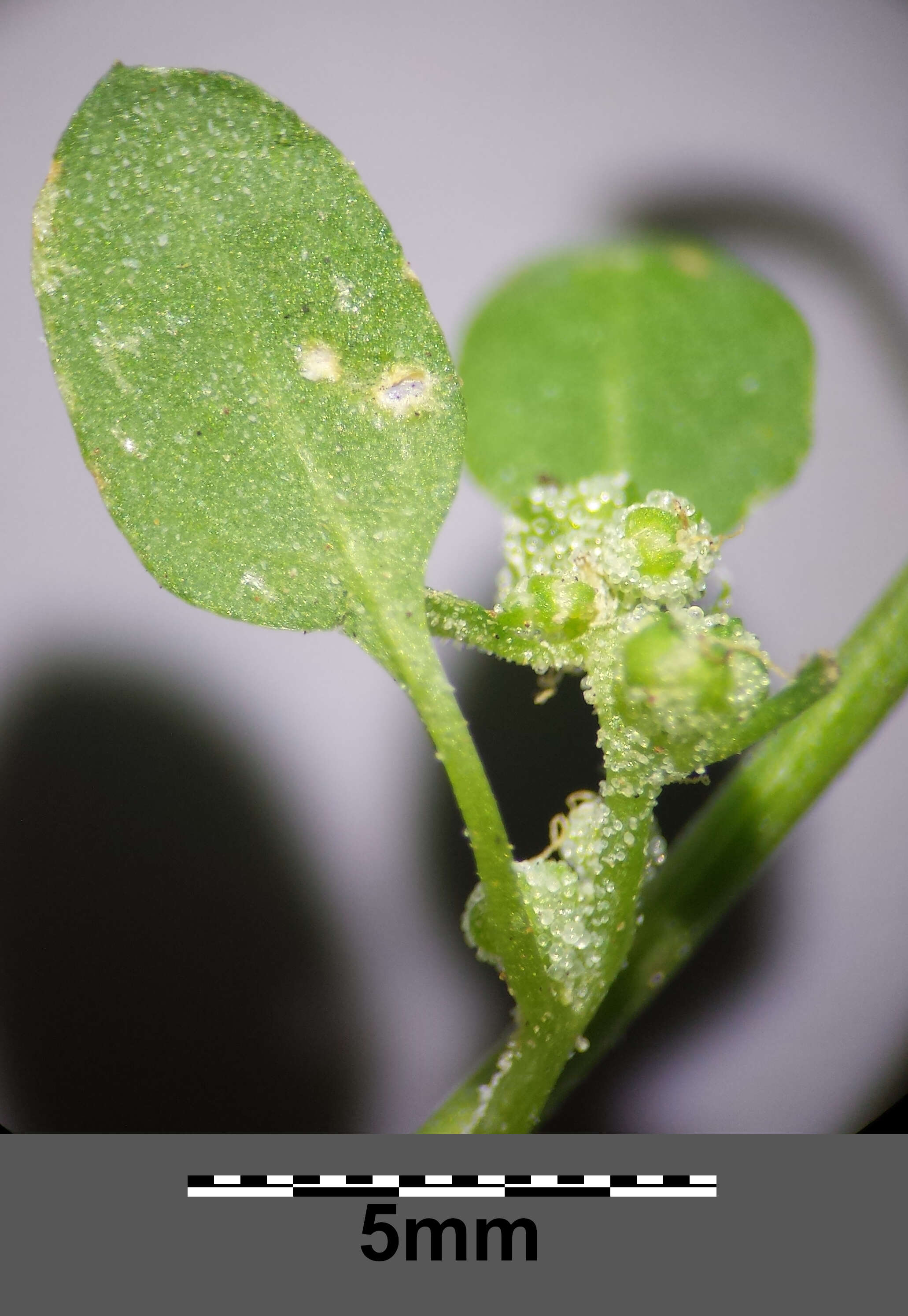 Plancia ëd Chenopodium opulifolium Schrader