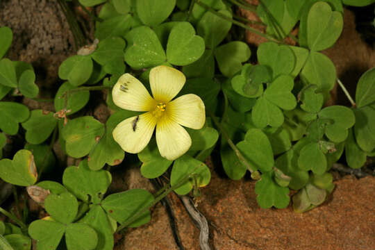 Image of Oxalis obtusa Jacq.