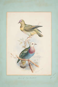 Image of White-headed Fruit Dove