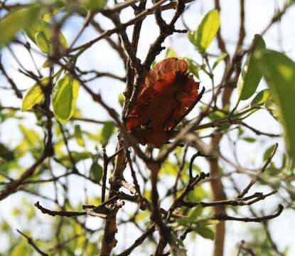 Imagem de Combretum zeyheri Sond.