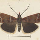 Imagem de Orocrambus scoparioides Philpott 1914