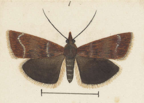 Image of Orocrambus scoparioides Philpott 1914
