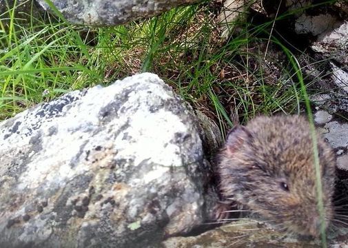 Image of European Snow Vole