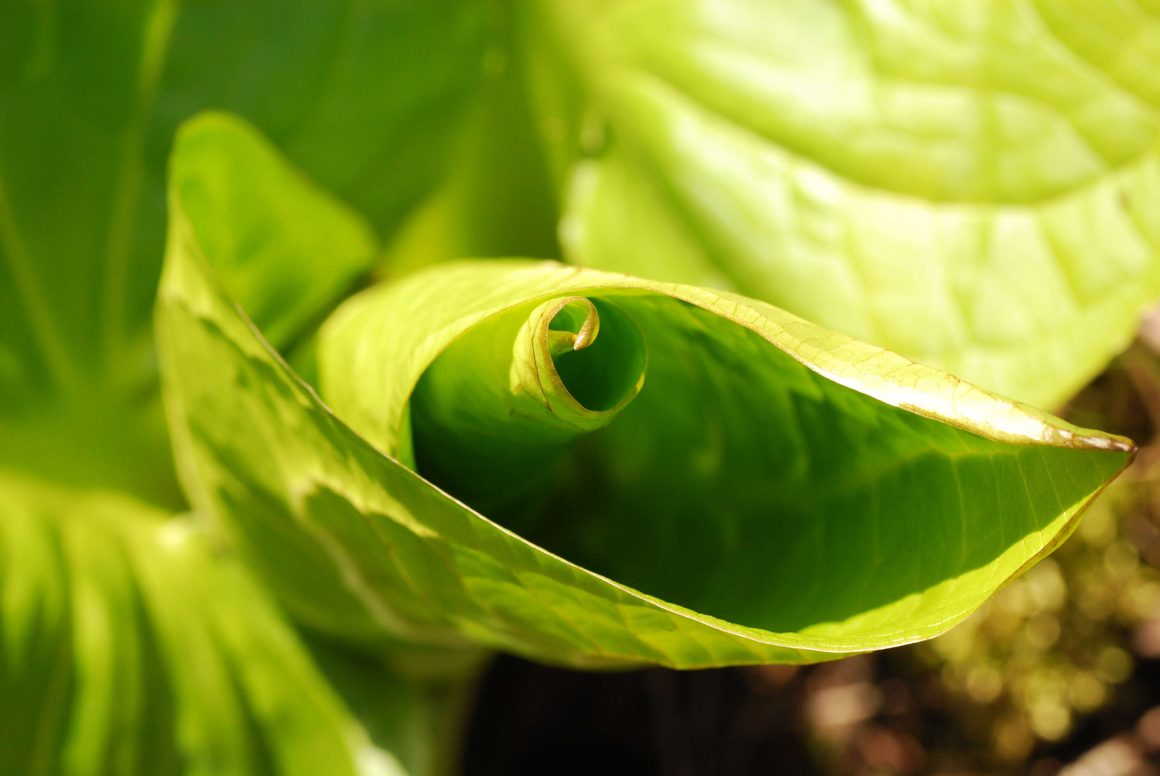 Image of Clumpfoot Cabbage