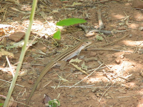 18.https www inaturalist org photos 201479.580x360