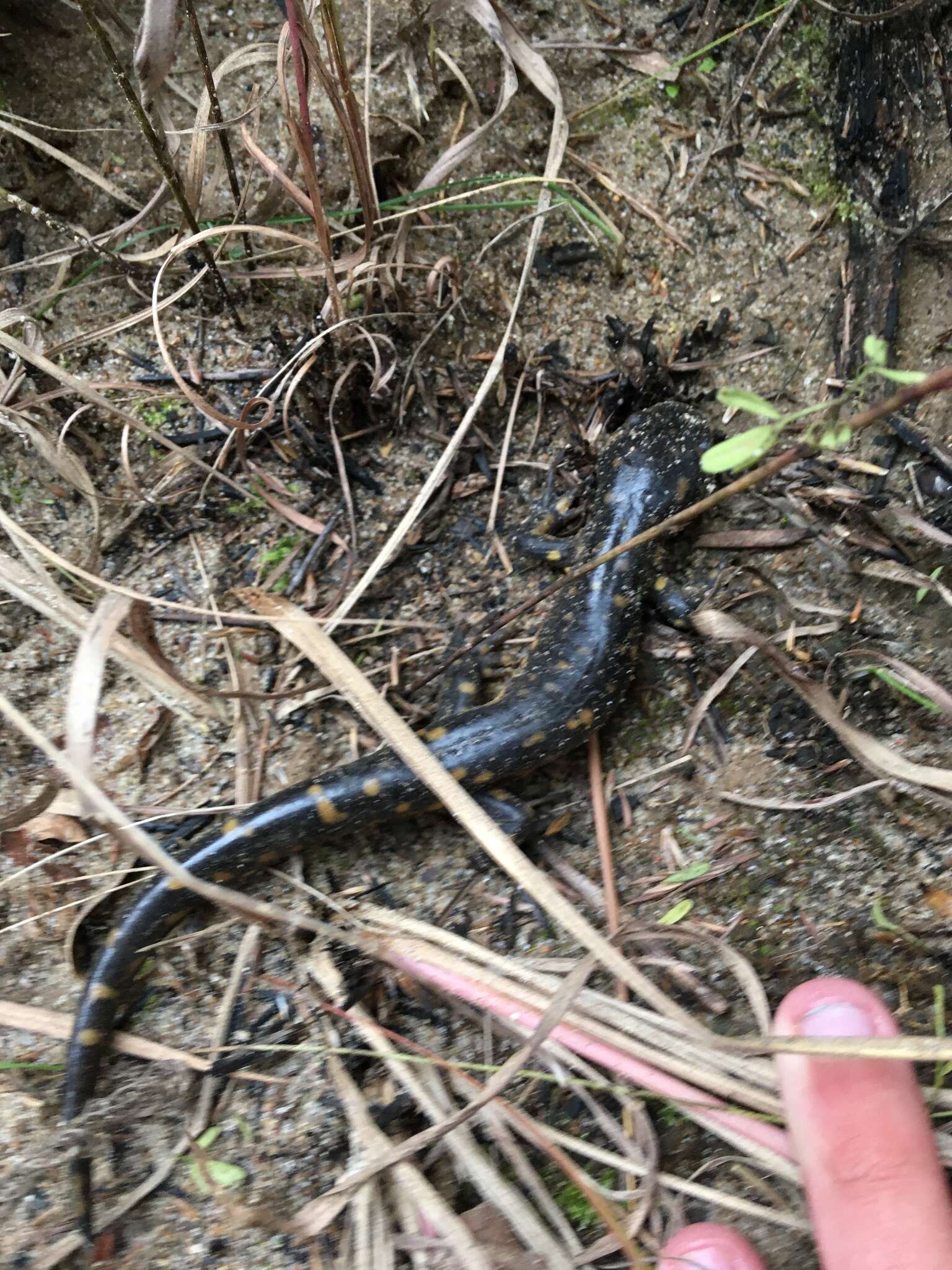 Слика од Ambystoma tigrinum (Green 1825)