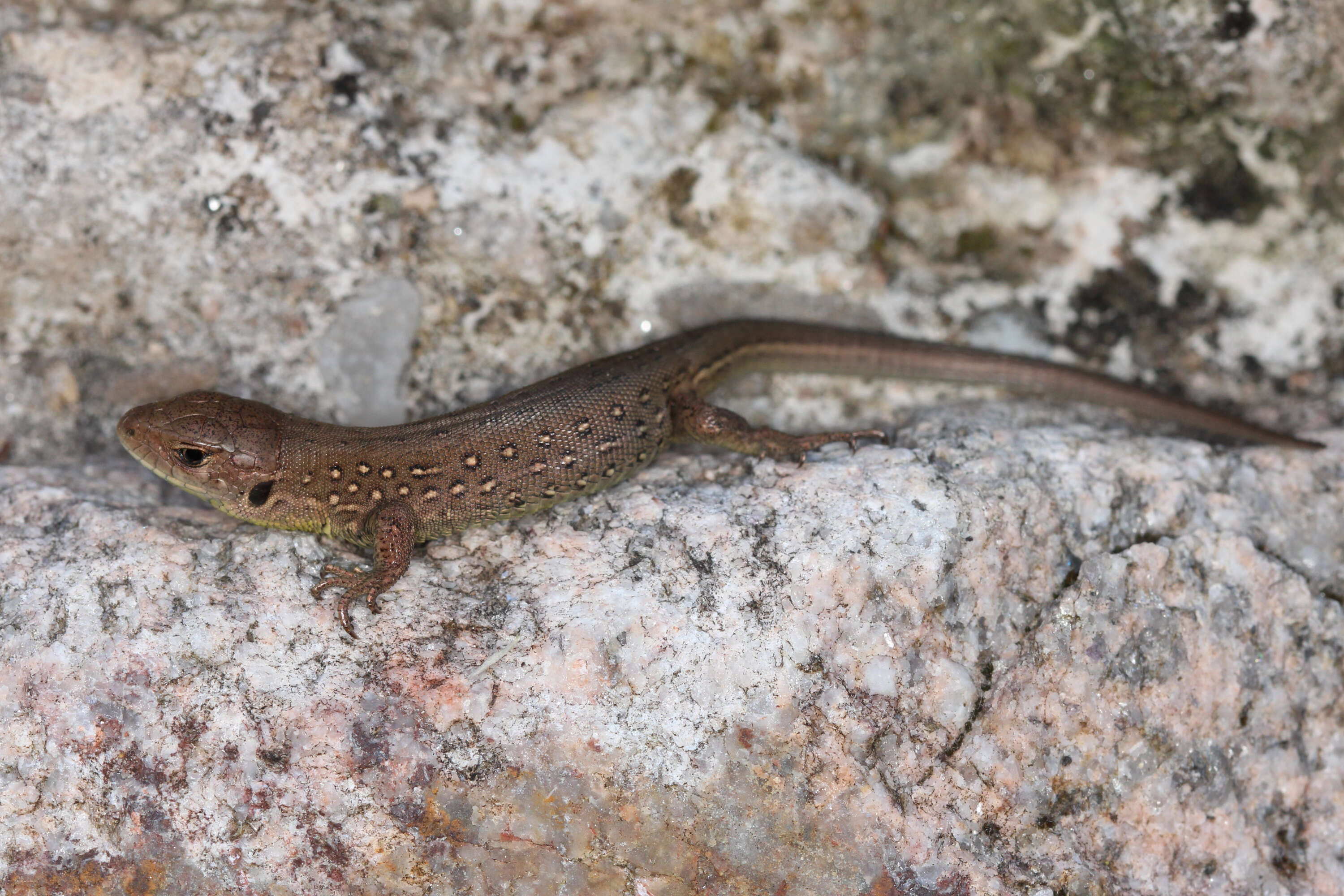 Image of Sand Lizard