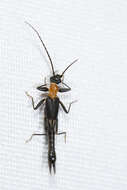 Image of earwigs