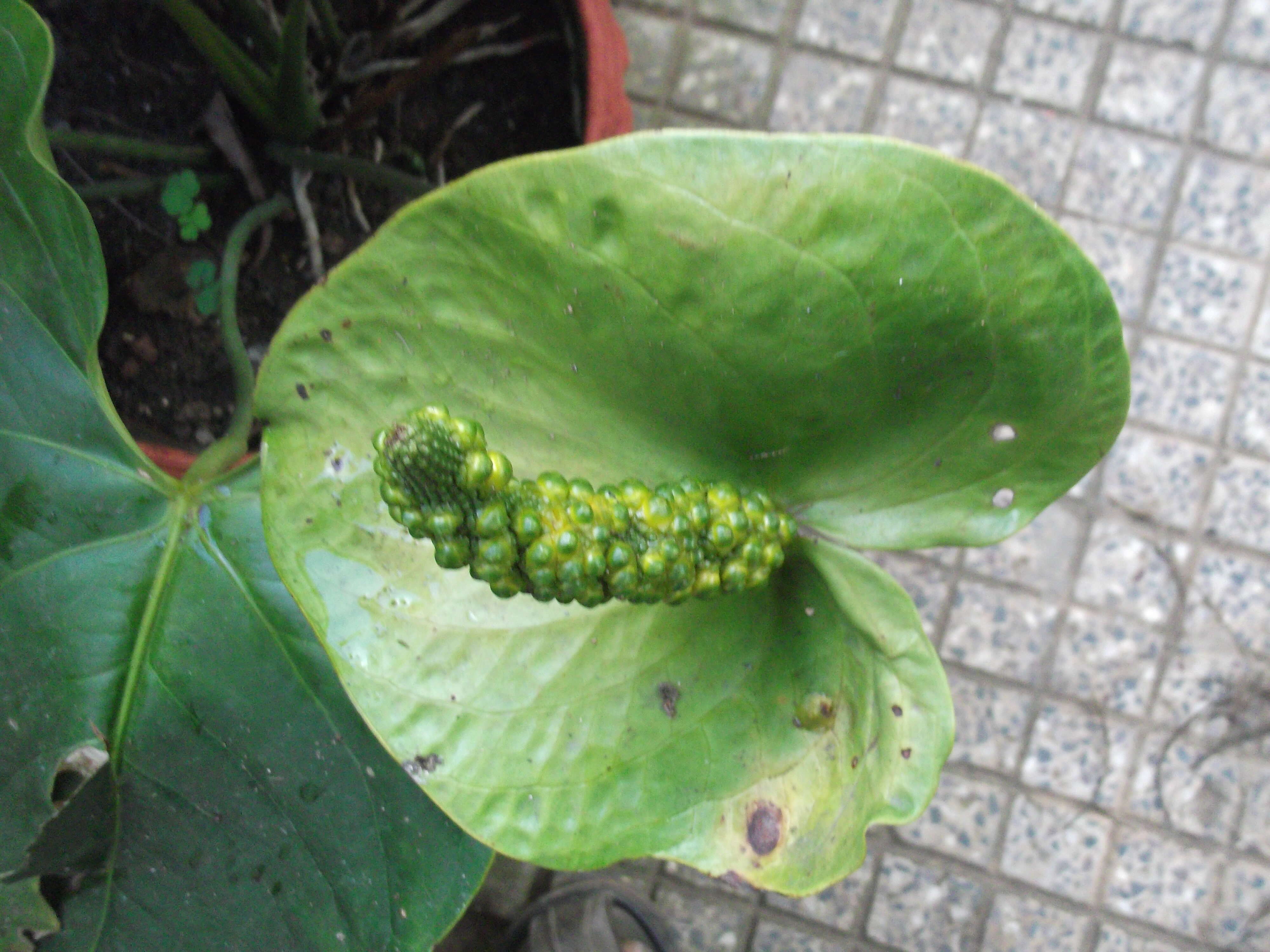 Imagem de Anthurium coriaceum G. Don