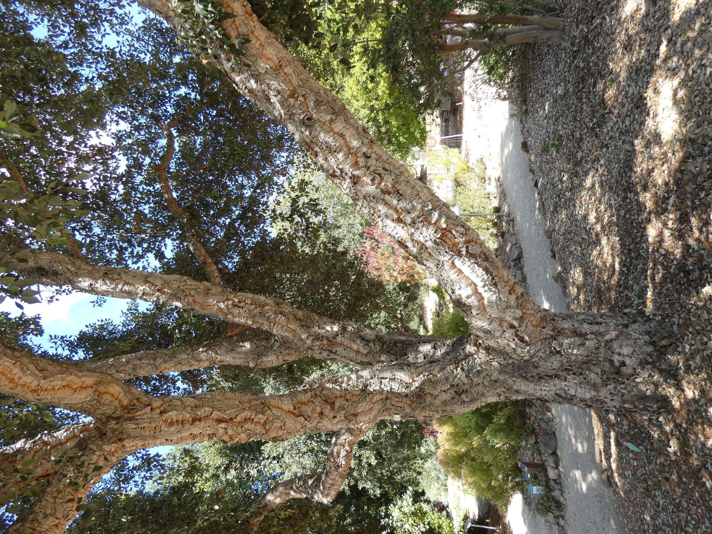 Image of Cork Oak