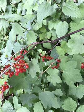 Image de groseillier rouge