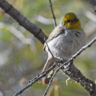 Image of Auriparus Baird & SF 1864