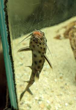 Слика од Synodontis petricola Matthes 1959